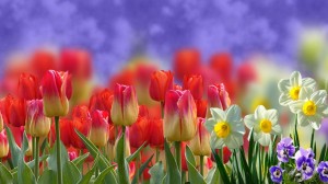 tapeta-wiosenne-kwiaty
