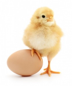 jajko-czy-kura-co-było-pierwsze-wybieramy-najlepsze-źródło-białka-93-1467115523-1